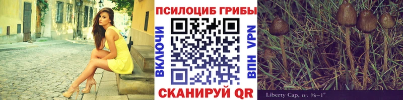 Купить  Тулун  Галлюциногенные грибы Psilocybe 